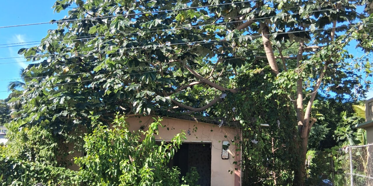 HUMACAO:  El calvario de vecina por propiedad abandonada