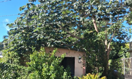 HUMACAO:  El calvario de vecina por propiedad abandonada