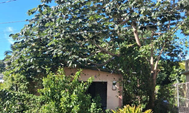 HUMACAO:  El calvario de vecina por propiedad abandonada