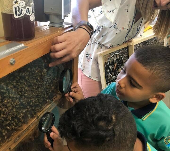 YABUCOA:  Cuando las abejas enseñan en el aula